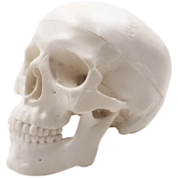 Mini craniu 1:3 - imagine 3